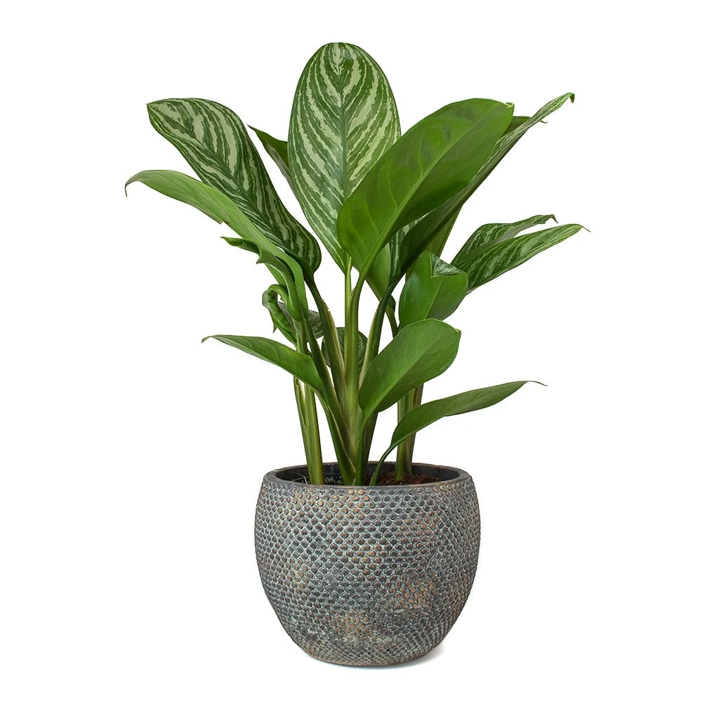 Aglaonema Stripes - Chinese Evergreen 7 Aglaonema Stripes - Chinese Evergreen - Image 7