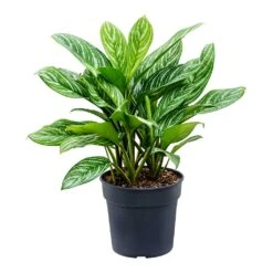 Aglaonema Stripes - Chinese Evergreen 17 Aglaonema Stripes - Chinese Evergreen -Hortology Shop Aglaonema Stripes Chinese Evergreen Large