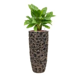 Luxe Lite Moon Partner Planter - Bronze -Hortology Shop Aglaonema Stripes ChineseEvergreen Hydrocare Luxe Lite Moon Partner Planter Bronze cd3df0e9 7659 4095 b089 1d04e64150dc