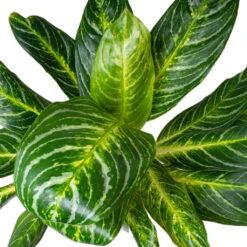 Aglaonema Key Lime - Chinese Evergreen -Hortology Shop AglaonemaKeyLime ChineseEvergreen 1