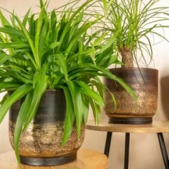 Aico Plant Pot - Shiny Brown -Hortology Shop Aico shiny brown 05