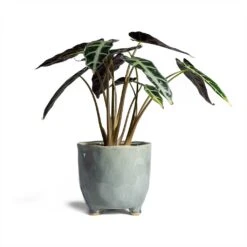 Alocasia Bambino Arrow - Jewel Alocasia -Hortology Shop Alocasia Bambino Arrow Jewel Alocasia 14x35cm Kaat Plant Pot Blue Grey 16x16cm