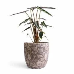 Alocasia Bambino Arrow - Jewel Alocasia -Hortology Shop Alocasia Bambino Arrow Jewel Alocasia 14x35cm Monza Plant Pot Vintage Grey 17x17cm 47056870 093b 4b2b bd09 9244d03a694f