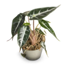 Alocasia Bambino Arrow - Jewel Alocasia -Hortology Shop Alocasia Bambino Arrow Jewel Alocasia 9x15cm 2