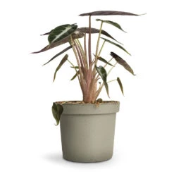 Alocasia Bambino Arrow - Jewel Alocasia -Hortology Shop Alocasia Bambino Arrow Jewel Alocasia 9x15cm