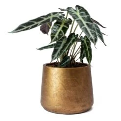 Alocasia Bambino Arrow - Jewel Alocasia -Hortology Shop Alocasia Bambino Arrow Jewel Alocasia Metallic Copper Patt Plant Pot