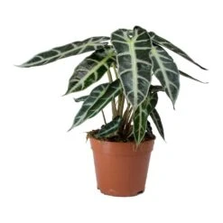 Alocasia Bambino Arrow - Jewel Alocasia -Hortology Shop Alocasia Bambino Arrow Jewel Alocasia v2