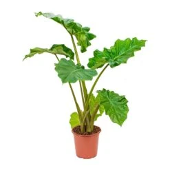 Alocasia Portodora - Upright Elephant Ear -Hortology Shop Alocasia Portadora Upright Elephant Ear