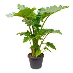 Alocasia Portodora - Upright Elephant Ear -Hortology Shop Alocasia Portodora 35x120cm