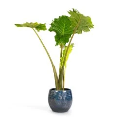 Alocasia Portodora - Upright Elephant Ear -Hortology Shop Alocasia Portodora Upright Elephant Ear 24x90cm Aimee Plant Pot River Blue 33x28cm