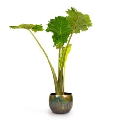 Alocasia Portodora - Upright Elephant Ear -Hortology Shop Alocasia Portodora Upright Elephant Ear 24x90cm Ellen Metal Plant Pots Set3 Vintage Green 4667239b ad7f 42bd aba5 d1754f026680