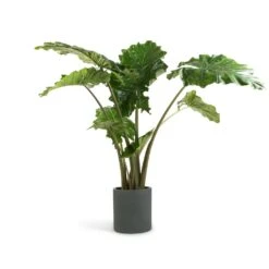 Alocasia Portodora - Upright Elephant Ear -Hortology Shop Alocasia Portodora Upright Elephant Ear 24x90cm Max Refined Planter Pine Green 29x29.5cm