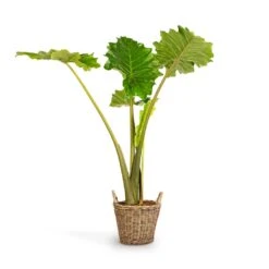 Alocasia Portodora - Upright Elephant Ear -Hortology Shop Alocasia Portodora Upright Elephant Ear 24x90cm Nanna Wikr Plant Basket Natural 30x32cm