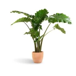 Terracotta Plant Pot -Hortology Shop Alocasia Portodora Upright Elephant Ear 24x90cm Terracotta Plant Pot 30x26cm 431f1c41 7c5d 4f7d bf34 6e27f3f0afce