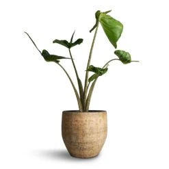 Alocasia Stingray - Elephant Ear 29 Alocasia Stingray - Elephant Ear -Hortology Shop Alocasia Stingray Elephant Ear 17x65cm Emmy Plant Pot Camel 22x20cm
