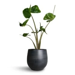 Alocasia Stingray - Elephant Ear 26 Alocasia Stingray - Elephant Ear -Hortology Shop Alocasia Stingray Elephant Ear 17x65cm Esra Plant Pot Graphite 22x20cm