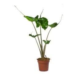 Alocasia Stingray - Elephant Ear 23 Alocasia Stingray - Elephant Ear -Hortology Shop Alocasia Stingray Elephant Ear