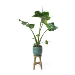 Alocasia Stingray - Elephant Ear 32 Alocasia Stingray - Elephant Ear -Hortology Shop Alocasia Stingray Elephant Ear Evi Antique Bronze Plant Pot