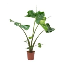 Alocasia Stingray - Elephant Ear 21 Alocasia Stingray - Elephant Ear -Hortology Shop Alocasia Stingray Elephant Ear Large