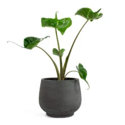 Alocasia Stingray - Elephant Ear 28 Alocasia Stingray - Elephant Ear -Hortology Shop Alocasia Stingray Elephant Ear Mini Pixie Plant Pot Black Washed 3d039430 b95e 4427 91ac 0a4309c5d871
