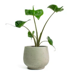 Mini Pixie Plant Pot - Grey Washed -Hortology Shop Alocasia Stingray Elephant Ear Mini Pixie Plant Pot Grey Washed