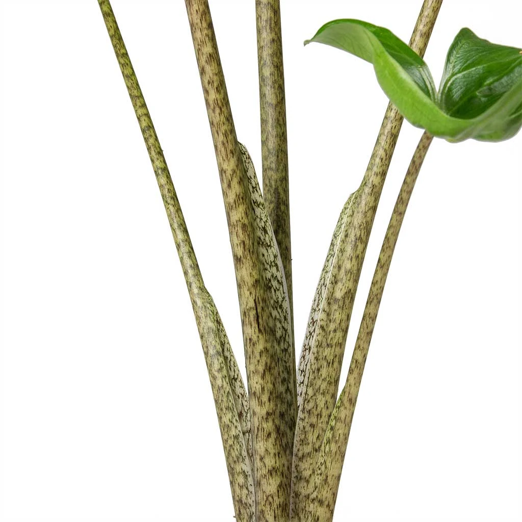 Alocasia Stingray - Elephant Ear 4 Alocasia Stingray - Elephant Ear - Image 4