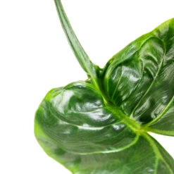 Alocasia Stingray - Elephant Ear 22 Alocasia Stingray - Elephant Ear -Hortology Shop Alocasia Stingray Elephant Ear Swatch 3