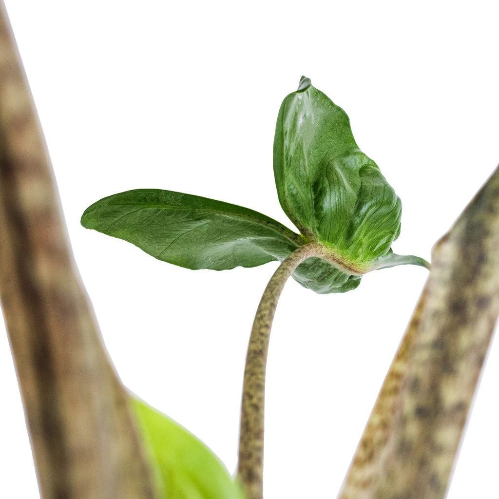 Alocasia Stingray - Elephant Ear 2 Alocasia Stingray - Elephant Ear - Image 2