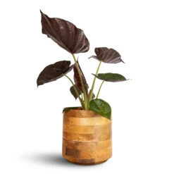 Helle Plant Pot - Natural -Hortology Shop Alocasia Wentii Hardy Elephant Ear 19x65cm Helle Plant Pot Natural 26x25cm e8c24fc5 f22f 4f84 bacc d255303853b5