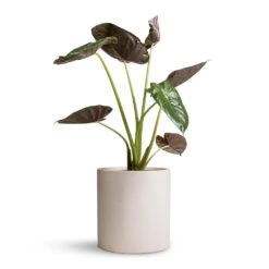 Alocasia Wentii - Hardy Elephant Ear -Hortology Shop Alocasia Wentii Hardy Elephant Ear 19x65cm Max Refined Planter Natural White 29x29.5cm