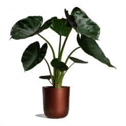 Alocasia Wentii - Hardy Elephant Ear -Hortology Shop Alocasia Wentii Hardy Elephant Ear 19x65cm Mayk Plant Pot Copper 22.5cmx23cm bf95207a d585 4404 ae11 9e21a8a4d958