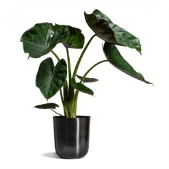 Alocasia Wentii - Hardy Elephant Ear -Hortology Shop Alocasia Wentii Hardy Elephant Ear 19x65cm Mayk Plant Pot Lead 22.5cmx23cm