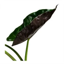 Alocasia Wentii - Hardy Elephant Ear -Hortology Shop Alocasia Wentii Hardy Elephant Ear 19x65cm foliage 2