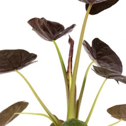 Alocasia Wentii - Hardy Elephant Ear -Hortology Shop Alocasia Wentii Hardy Elephant Ear DETAIL 3