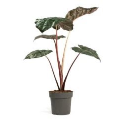 Alocasia Yucatan Princess - Elephant Ear -Hortology Shop Alocasia Yucatan Princess Elephant Ear 17cm 002