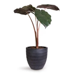 Angle Couple Plant Pot - Anthracite -Hortology Shop Alocasia Yucatan Princess Elephant Ear 17x65cm Angle Couple Plant Pot Anthracite 24x23cm 5c7907f1 2432 47f1 b2d3 f4b2f311a2cc