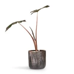 Alocasia Yucatan Princess - Elephant Ear -Hortology Shop Alocasia Yucatan Princess Elephant Ear 17x65cm Luxe Lite Comet Cylinder Planter Bronze 28x27cm
