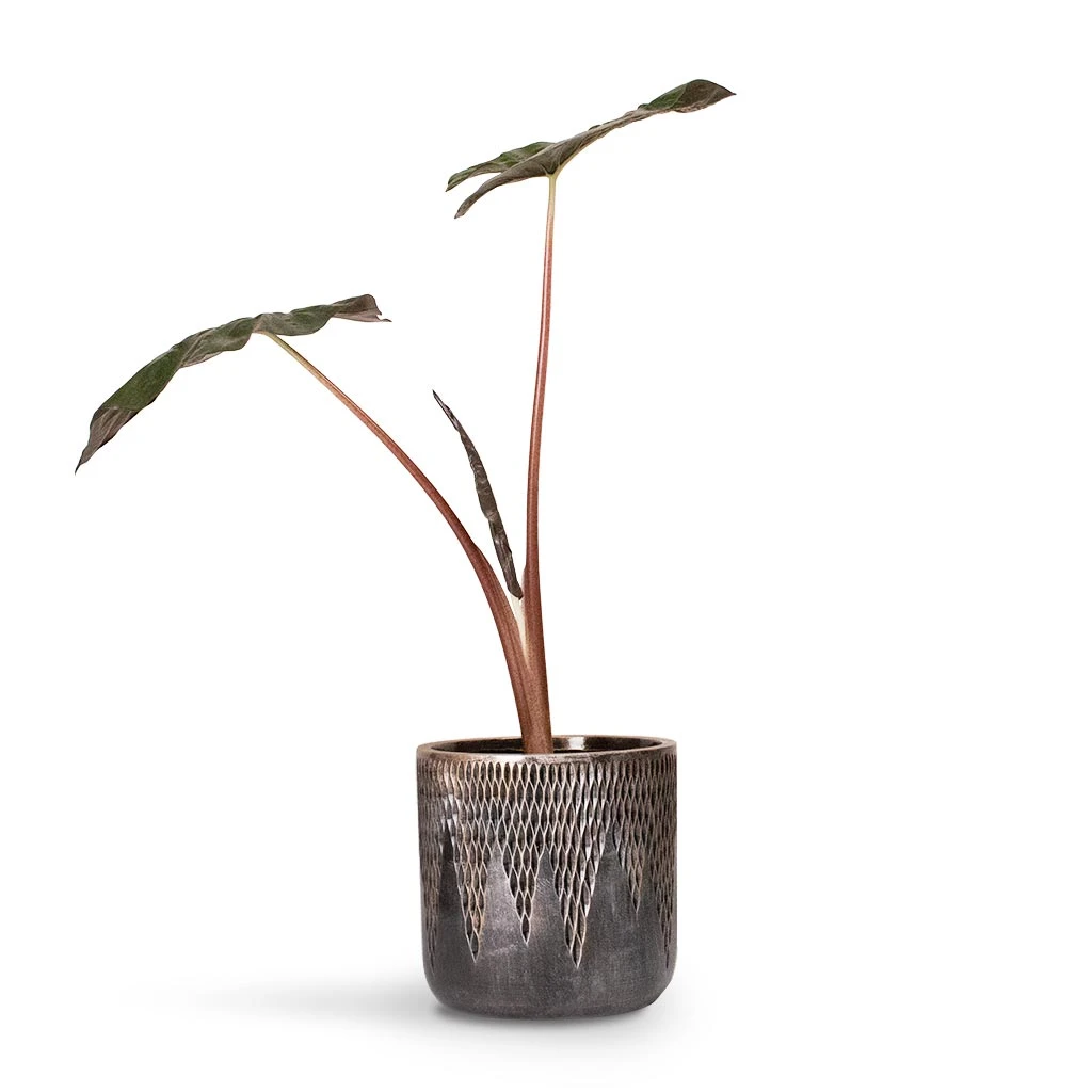 Luxe Lite Comet Cylinder Planter - Bronze 3 Luxe Lite Comet Cylinder Planter - Bronze - Image 3