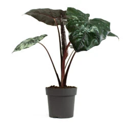 Alocasia Yucatan Princess - Elephant Ear -Hortology Shop Alocasia Yucatan Princess Elephant Ear 19cm