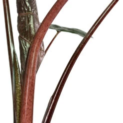 Alocasia Yucatan Princess - Elephant Ear -Hortology Shop Alocasia Yucatan Princess Elephant Ear Close Up Stems