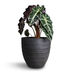 Alocasia Amazonica Polly - Elephant Ear -Hortology Shop Alocasia amazonica Polly Elephant Ear 17x50cm Angle Couple Plant Pot Anthracite 24x23cm