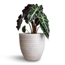 Alocasia Amazonica Polly - Elephant Ear -Hortology Shop Alocasia amazonica Polly Elephant Ear 17x50cm Angle Couple Plant Pot White 24x23cm