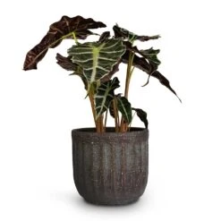 Alocasia Amazonica Polly - Elephant Ear -Hortology Shop Alocasia amazonica Polly Elephant Ear 17x50cm Duncan Plant Pot Blue Gold 17x16cm 5fa021a9 7c5b 47bb b0de 8b25fb59e81c