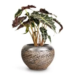 Alocasia Amazonica Polly - Elephant Ear -Hortology Shop Alocasia amazonica Polly Elephant Ear 17x50cm Luxe Lite Layer Globe Planter Bronze 28x20cm fa6e5d66 0d43 4c4a b9cf bd64e326c44a