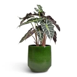 Remi Plant Pot - Green 22 Remi Plant Pot - Green -Hortology Shop Alocasia amazonica Polly Elephant Ear 17x50cm Remi Plant Pot Green 23x25cm