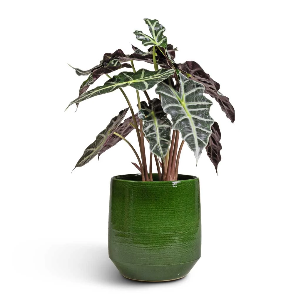 Remi Plant Pot - Green 8 Remi Plant Pot - Green - Image 8