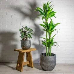 Dracaena Fragrans Janet Craig - Multi Stem -Hortology Shop Alocasia amazonica Polly Elephant Ear Dracaena fragrans Janet Craig Multi Stem Evi Plant Pot Midnight Black 1889a055 507c 4744 9f2c 3bb8fc8e0d27