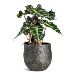 Alocasia Amazonica Polly - Elephant Ear -Hortology Shop Alocasia amazonica Polly Elephant Ear Evi Plant Pot Midnight Black 22cm