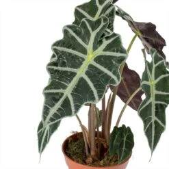 Alocasia Amazonica Polly - Elephant Ear -Hortology Shop Alocasia amazonica Polly Elephant Ear Leaves