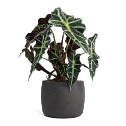 Alocasia Amazonica Polly - Elephant Ear -Hortology Shop Alocasia amazonica Polly Elephant Ear Mini Valerie Plant Pot Black Washed 22e07904 1dda 4bb2 b6a7 89158be5d587
